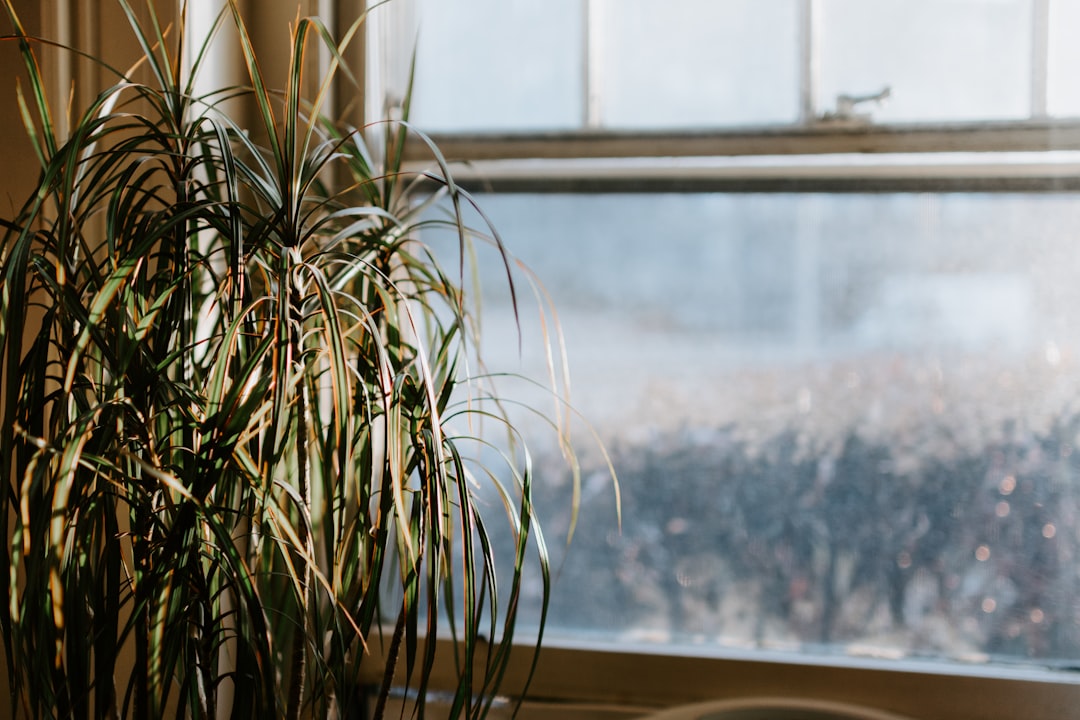 Photo Spider plant, leaves